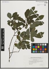 Foto von Salix aurita L.